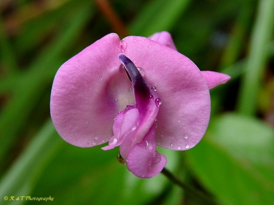 {Strophostyles umbellata}